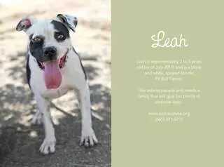 Alpha Canine Sanctuary