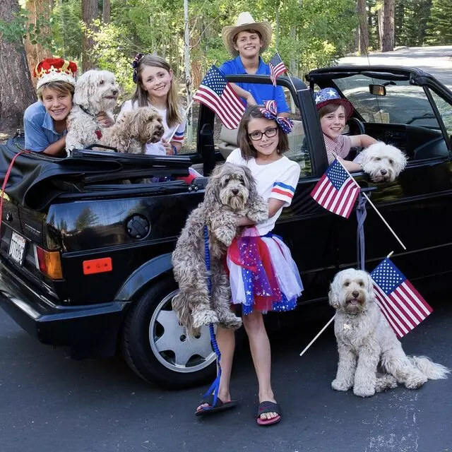 Hales Australian Labradoodles