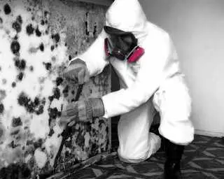 Absolute Mitigation Services
