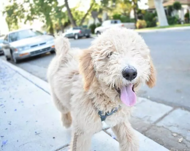 Namaste Groomed Pet Grooming
