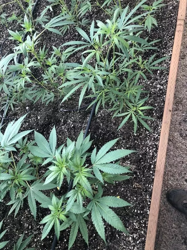 Arbor Nursery Organic Marijuana Teens and Clones
