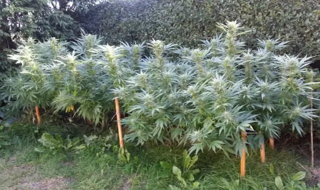 Arbor Nursery Organic Marijuana Teens and Clones