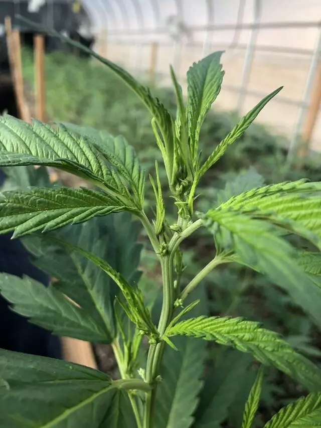 Arbor Nursery Organic Marijuana Teens and Clones
