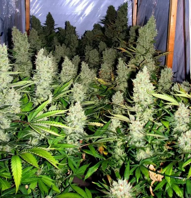 Arbor Nursery Organic Marijuana Teens and Clones