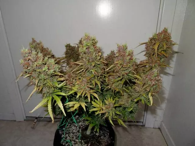 Arbor Nursery Organic Marijuana Teens and Clones