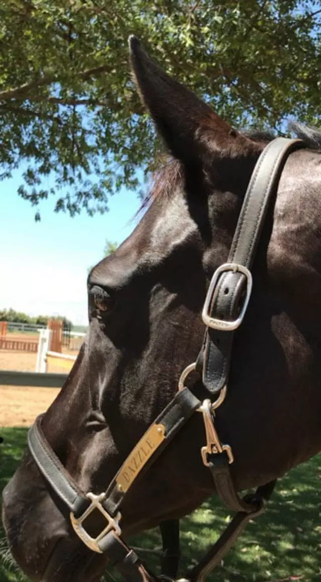 PDM Stables