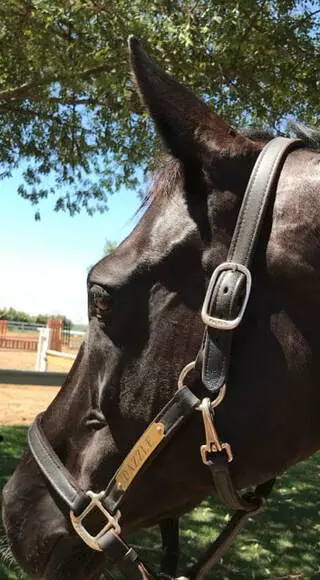 PDM Stables