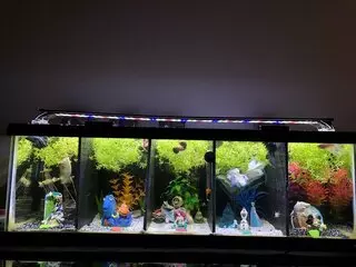Fish N Tanks