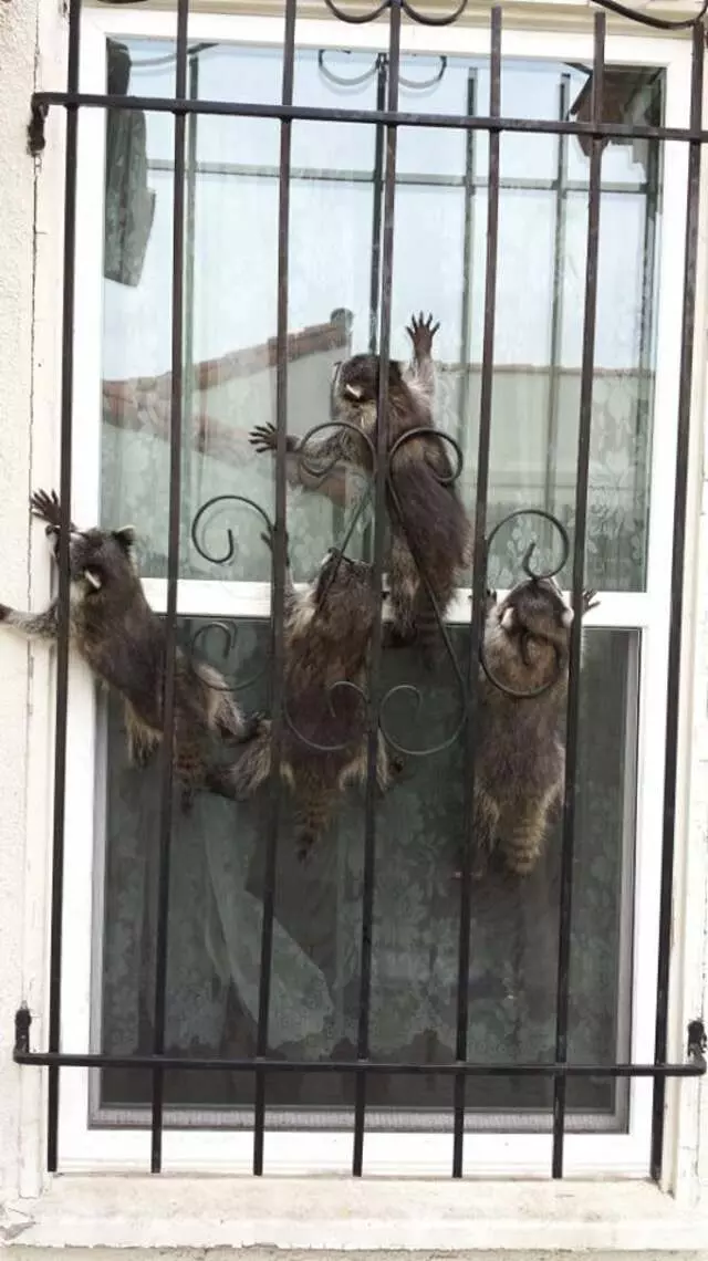 Animal Capture Wildlife Control