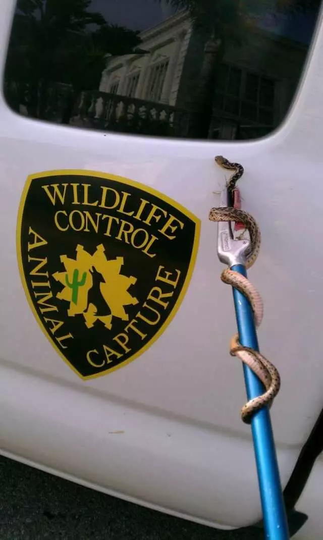 Animal Capture Wildlife Control