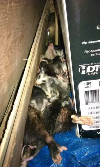 Animal Capture Wildlife Control