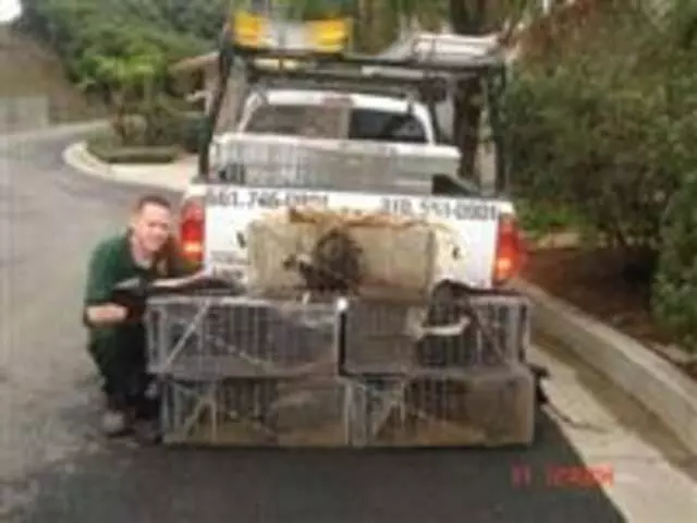 Animal Capture Wildlife Control