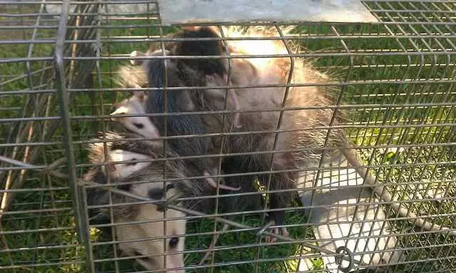 Animal Capture Wildlife Control