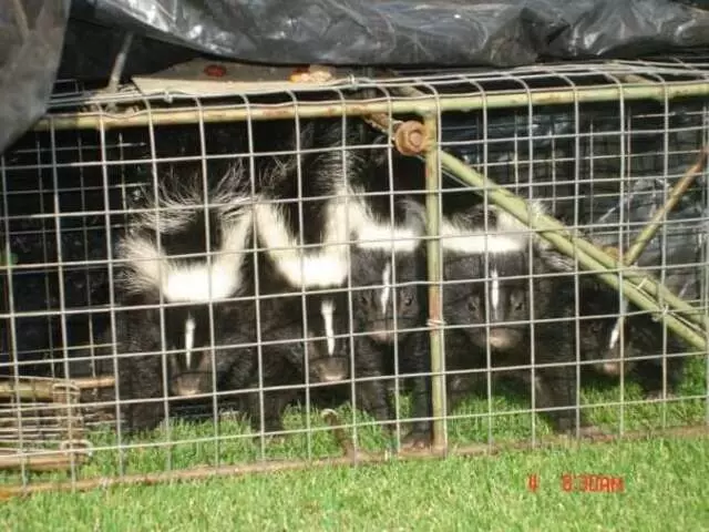 Animal Capture Wildlife Control