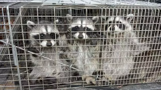 Animal Capture Wildlife Control