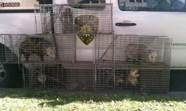 Animal Capture Wildlife Control