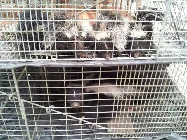 Animal Capture Wildlife Control