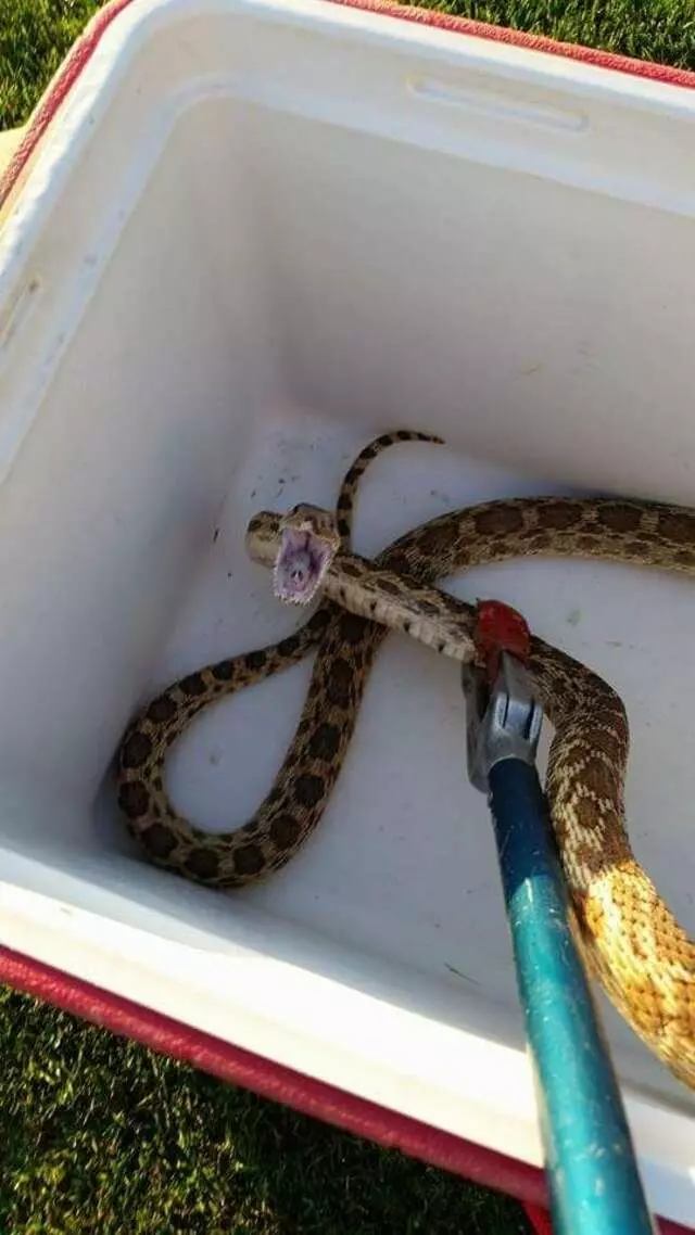 Animal Capture Wildlife Control