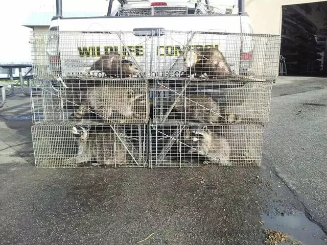 Animal Capture Wildlife Control