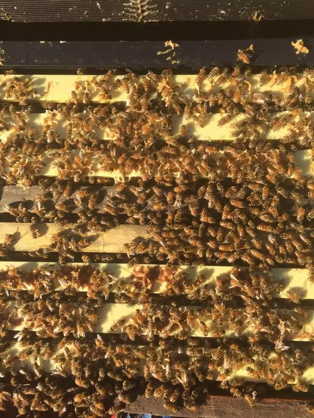 Bryan&apos;s Bees Bakersfield