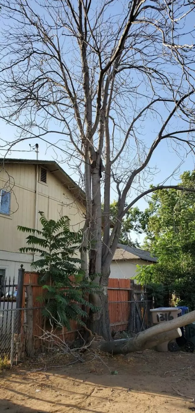 Salas Tree Service