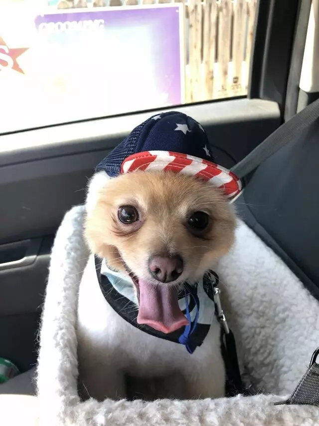 Stars Fancy Paws