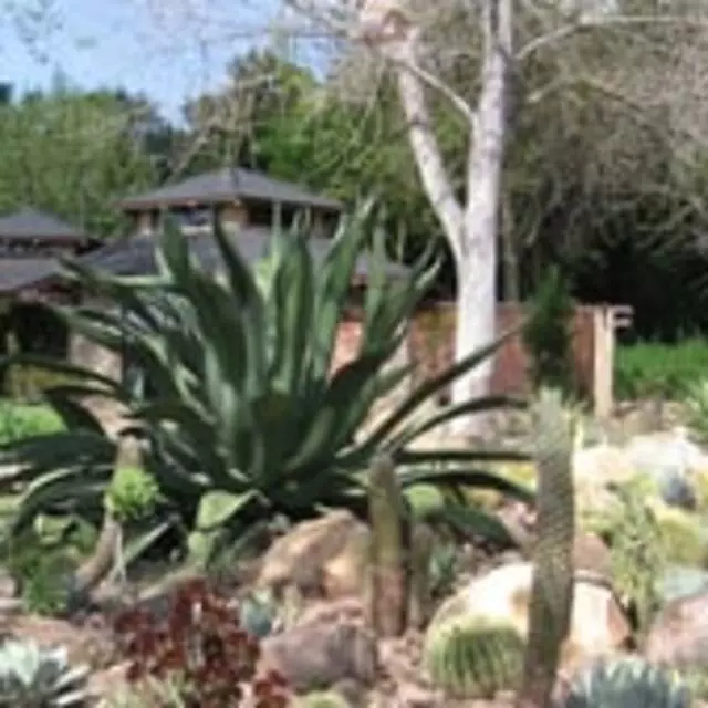 Aqua Xeriscapes