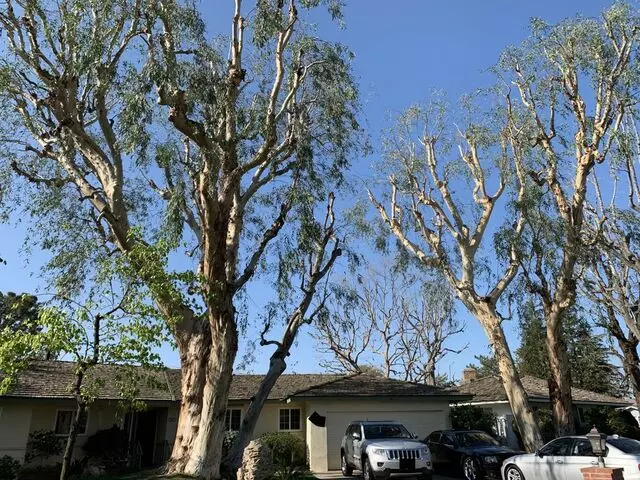 Advanced Tree Care