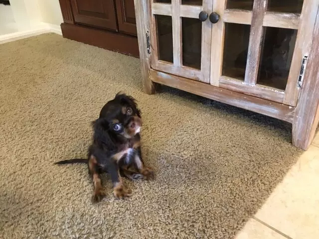 Lisas Fancy Paws Puppies