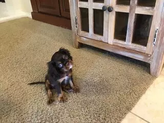 Lisas Fancy Paws Puppies