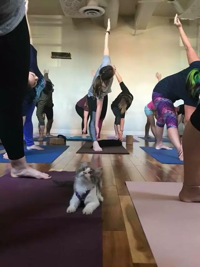 Inner Bodyworks Yoga