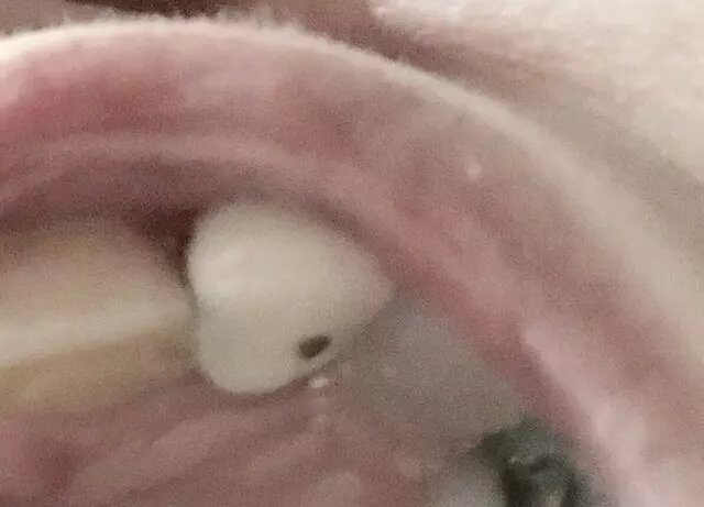 Ayala Rodrigo DDS