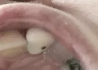 Ayala Rodrigo DDS