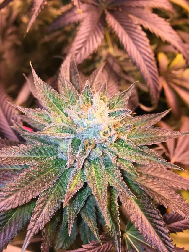 Mary Jane's Express