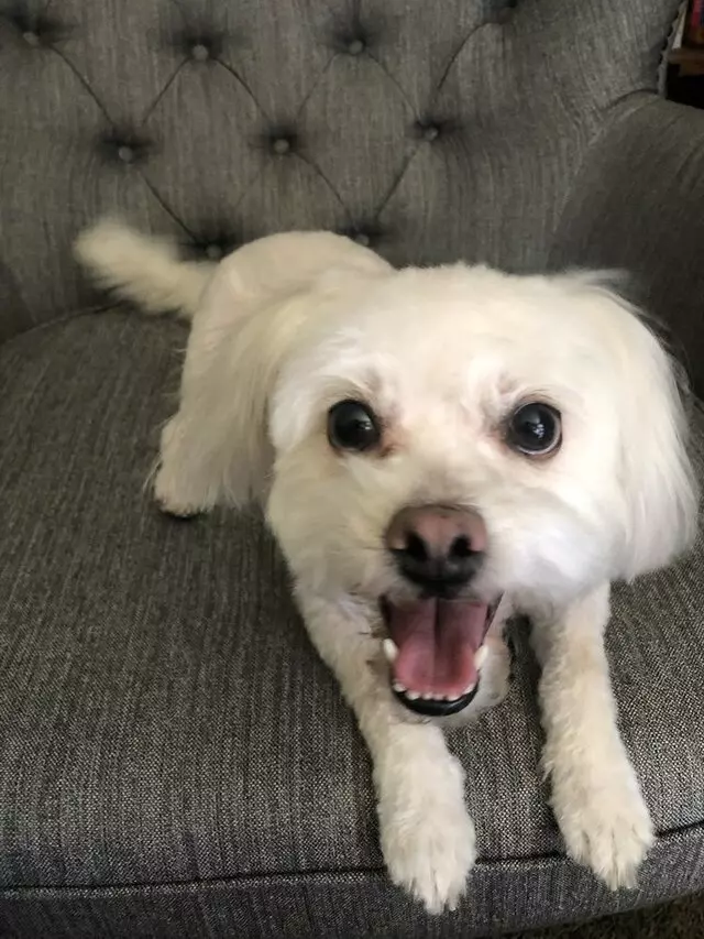 All-Paws Grooming