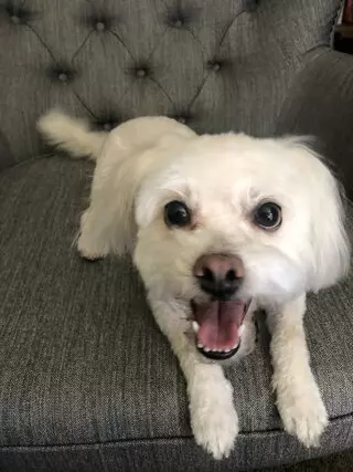 All-Paws Grooming