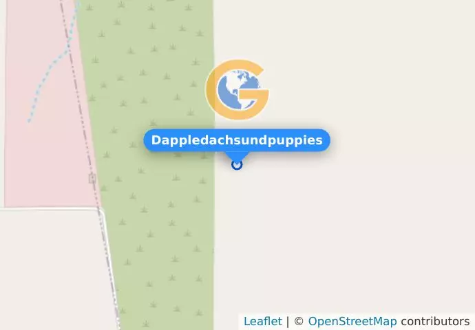 Dappledachsundpuppies