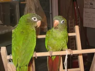 Sharon's Birds