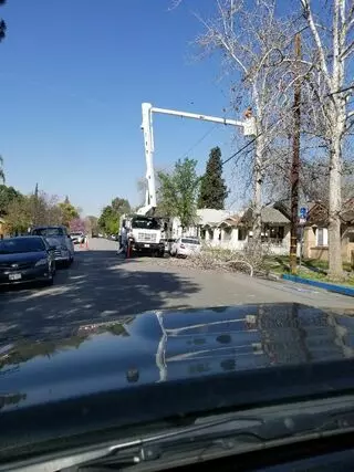 Innovative Tree Experts