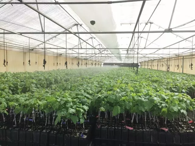 Bakersfield Irrigation