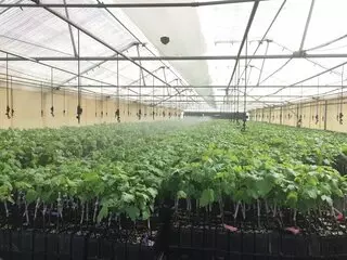 Bakersfield Irrigation