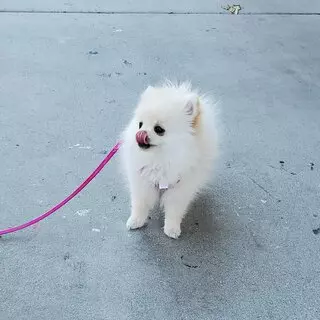 Mochi Pomeranian