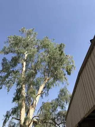 Art's Tree Service