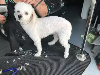 Pet Love Grooming
