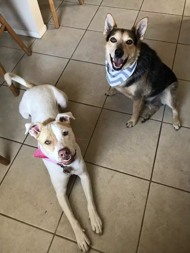 Scruffy to Fluffy Pet Spa