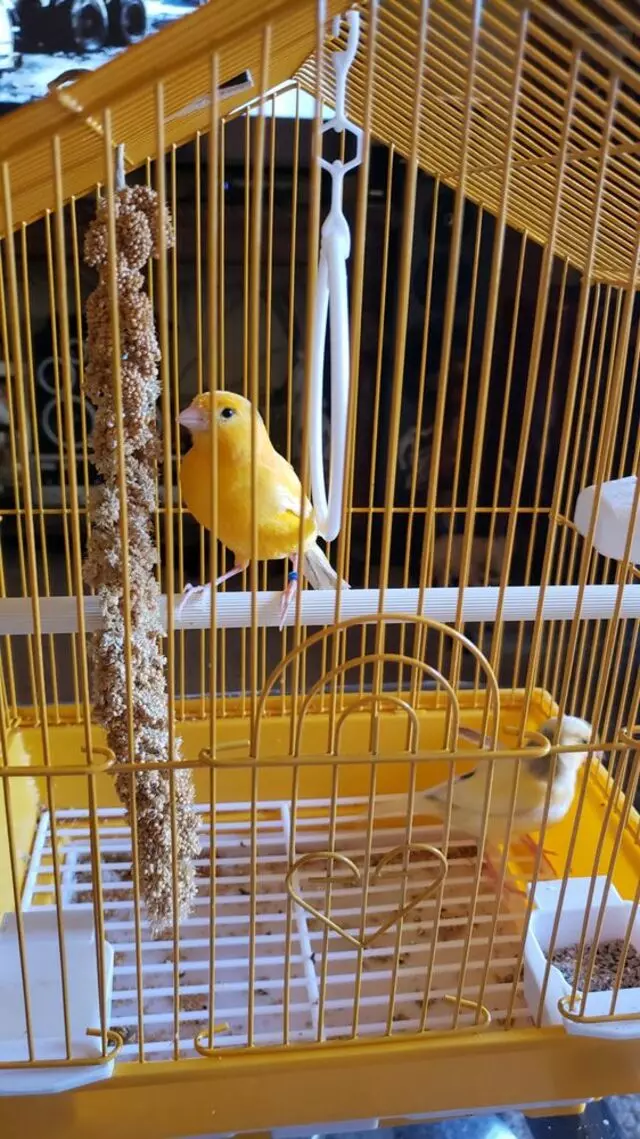 Perez Pet Shop