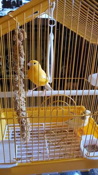 Perez Pet Shop