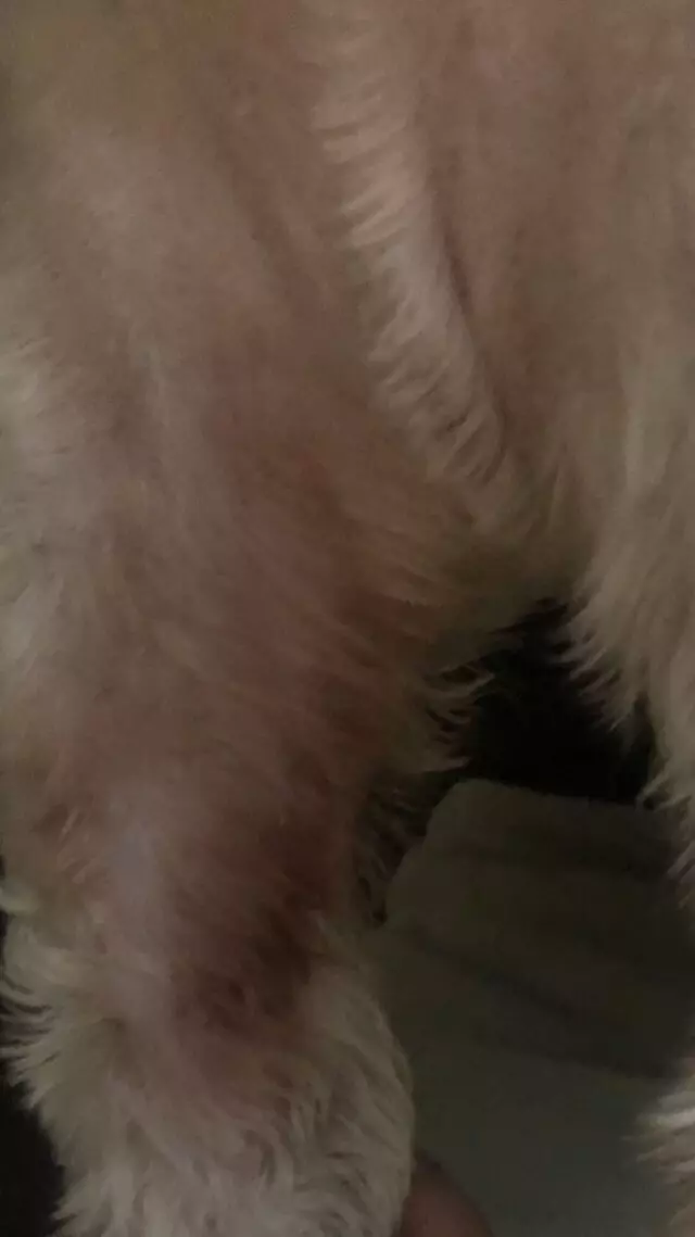 Sudzy Paws Pet Grooming