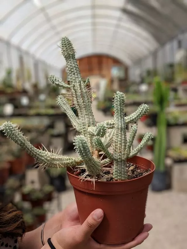 Bolles Nursery Landscape