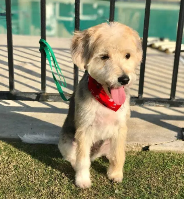 Tiffany&apos;s Timeless Tails